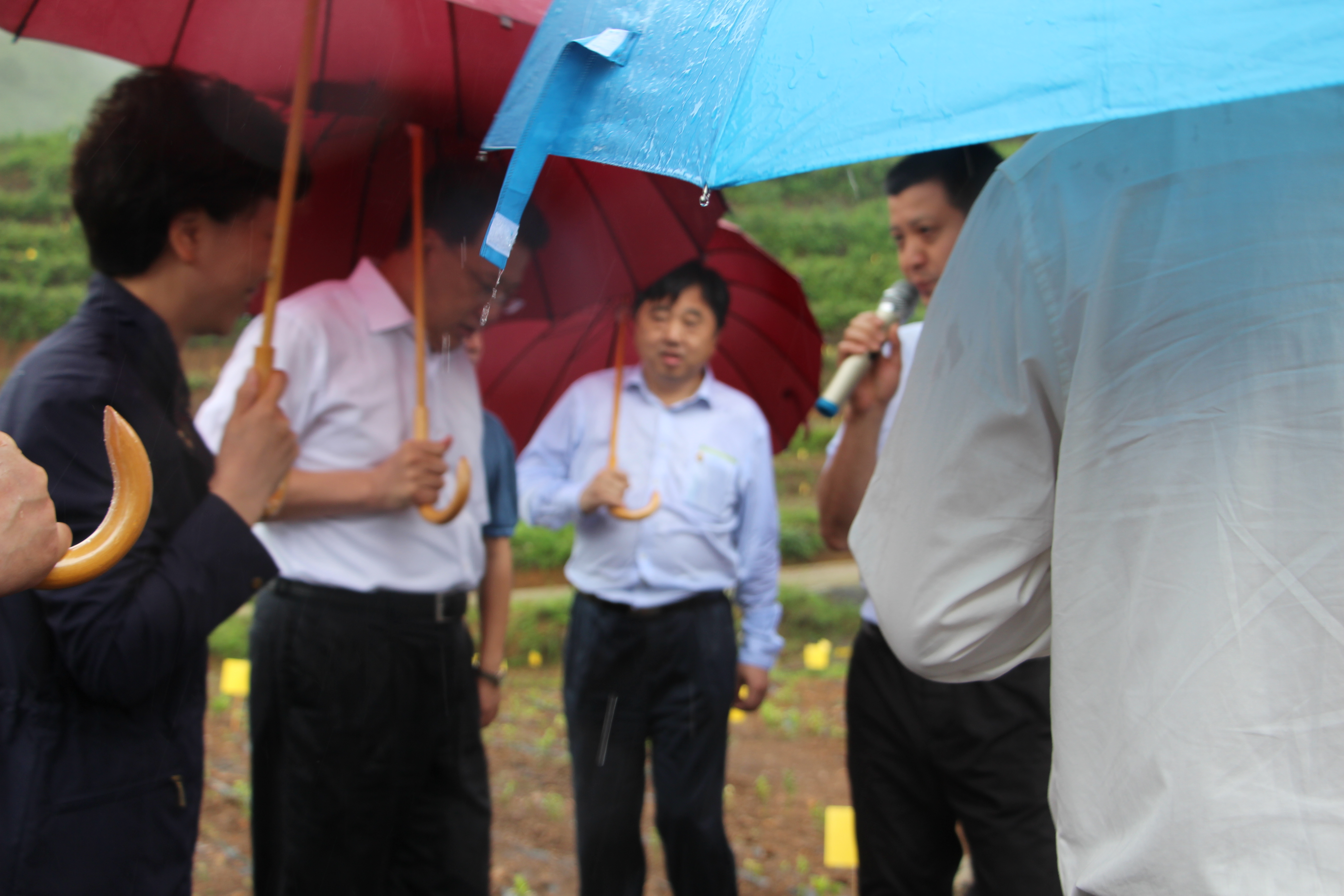 袁家军省长考察LD.COM-乐动(中国)贵州普安“白叶一号”工程种植基地