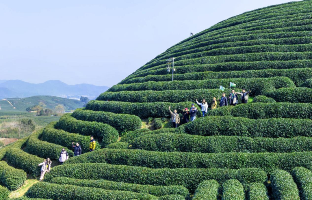 浙茶狮峰2025年茶山行“狮峰揽春”圆满举行 浙茶狮峰2025年茶山行“狮峰揽春”圆满举行